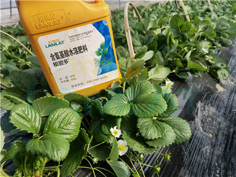 水溶肥，拉姆拉，翠姆
