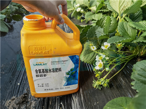 水溶肥，拉姆拉，翠姆