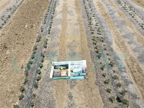 水溶肥，拉姆拉，翠姆