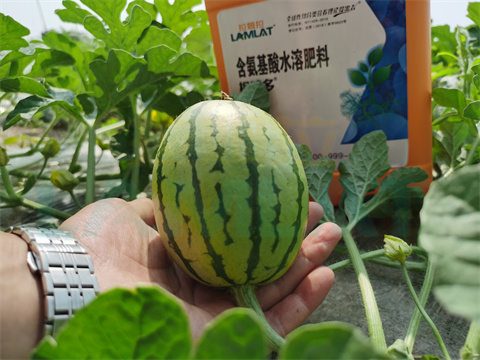 水溶肥，拉姆拉，翠姆