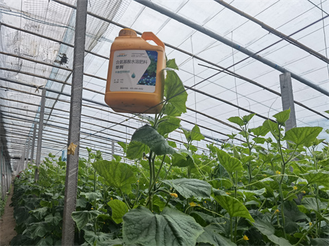 水溶肥，翠姆，拉姆拉