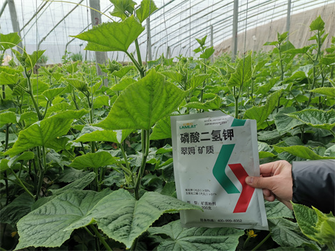 水溶肥，翠姆，拉姆拉