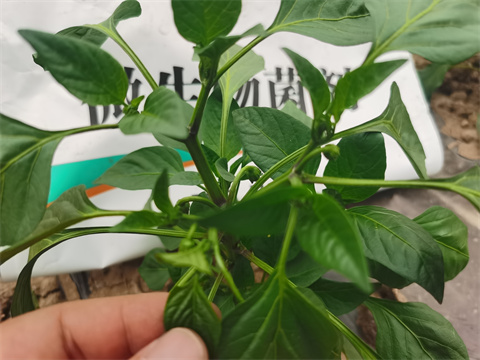 水溶肥，翠姆，拉姆拉