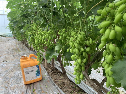 水溶肥廠(chǎng)家,葡萄,翠姆水溶肥