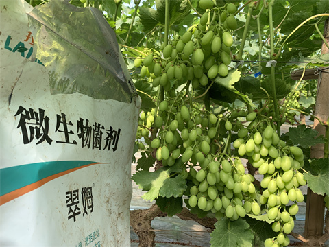 水溶肥廠(chǎng)家,葡萄,翠姆水溶肥