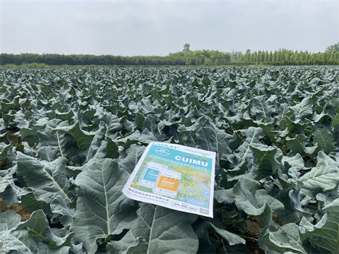 水溶肥廠(chǎng)家,翠姆,花椰菜種植