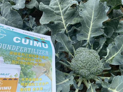 水溶肥廠(chǎng)家,翠姆,花椰菜種植