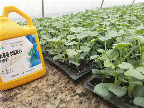 水溶肥,翠姆,西瓜種植 水溶肥,翠姆,西瓜種植