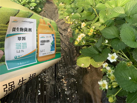 水溶肥價(jià)格，翠姆，草莓水溶肥