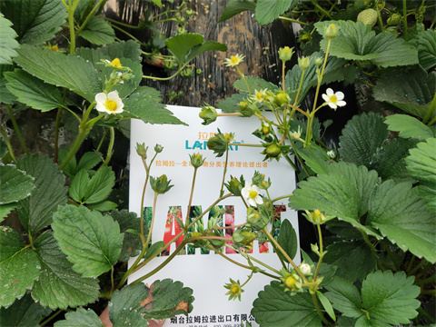 水溶肥,翠姆,草莓種植 水溶肥,翠姆,草莓種植