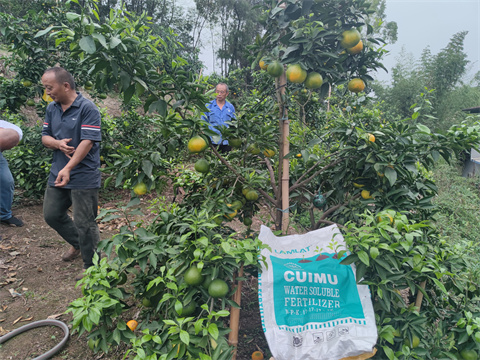水溶肥,翠姆,柑橘種植 水溶肥,翠姆,柑橘種植