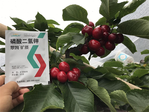 磷酸二氫鉀,翠姆,拉姆拉 磷酸二氫鉀,翠姆,拉姆拉