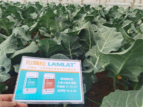水溶肥,拉姆拉,葉菜種植 水溶肥,拉姆拉,葉菜種植