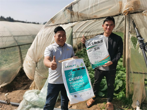 水溶肥,拉姆拉,葉菜種植 水溶肥,拉姆拉,葉菜種植