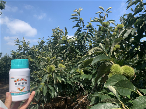 水溶肥,板栗種植,翠姆 水溶肥,板栗種植,翠姆