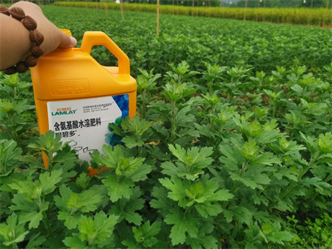 菊花種植,水溶肥廠家，翠姆