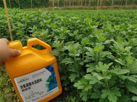 菊花種植,水溶肥廠家，翠姆