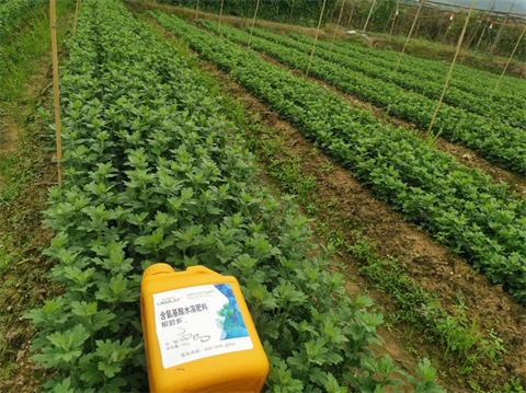 菊花種植,水溶肥廠家，翠姆