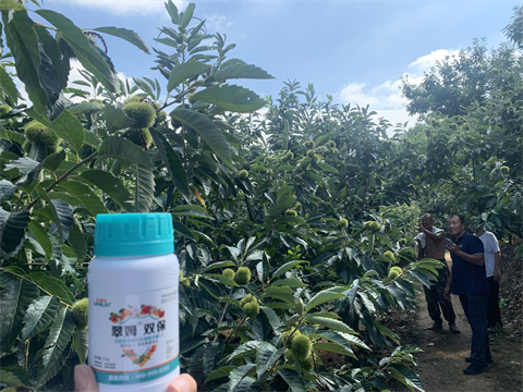 水溶肥品牌,板栗?；ū９?翠姆雙保