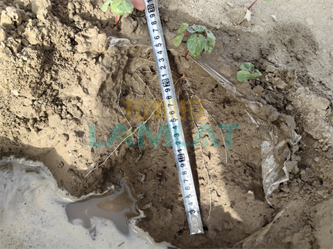 水溶肥廠(chǎng)家,棉花種植,翠姆水溶肥