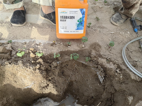 水溶肥廠(chǎng)家,棉花種植,翠姆水溶肥