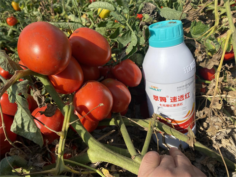 進口水溶肥,番茄轉(zhuǎn)色,拉姆拉水溶肥