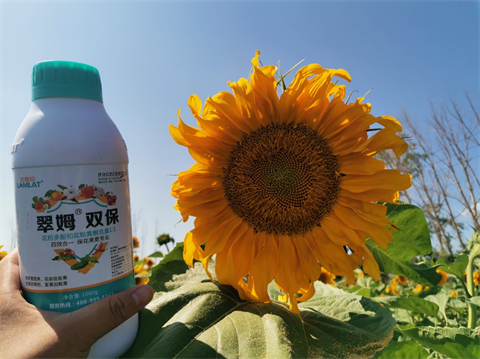 進(jìn)口水溶肥,葵花種植,翠姆水溶肥