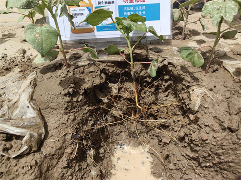 水溶肥,棉花種植,拉姆拉滴灌級特種肥