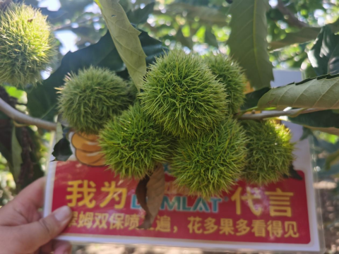 水溶肥品牌,板栗種植,拉姆拉滴灌級(jí)特種肥