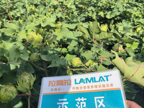 水溶肥廠家,棉花種植,拉姆拉滴灌級特種肥