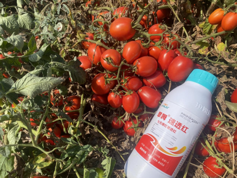水溶肥品牌,醬番茄種植,拉姆拉滴灌級(jí)特種肥