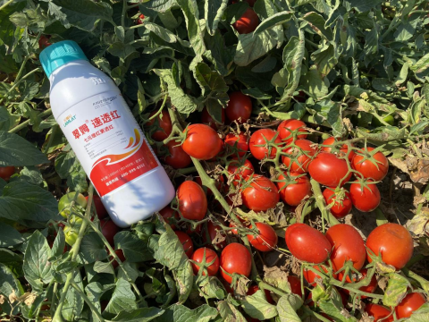 水溶肥品牌,醬番茄種植,拉姆拉滴灌級(jí)特種肥